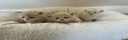 British Shorthair cats for sale: Breathtaking purebred British shorthair kittens - Advert 22