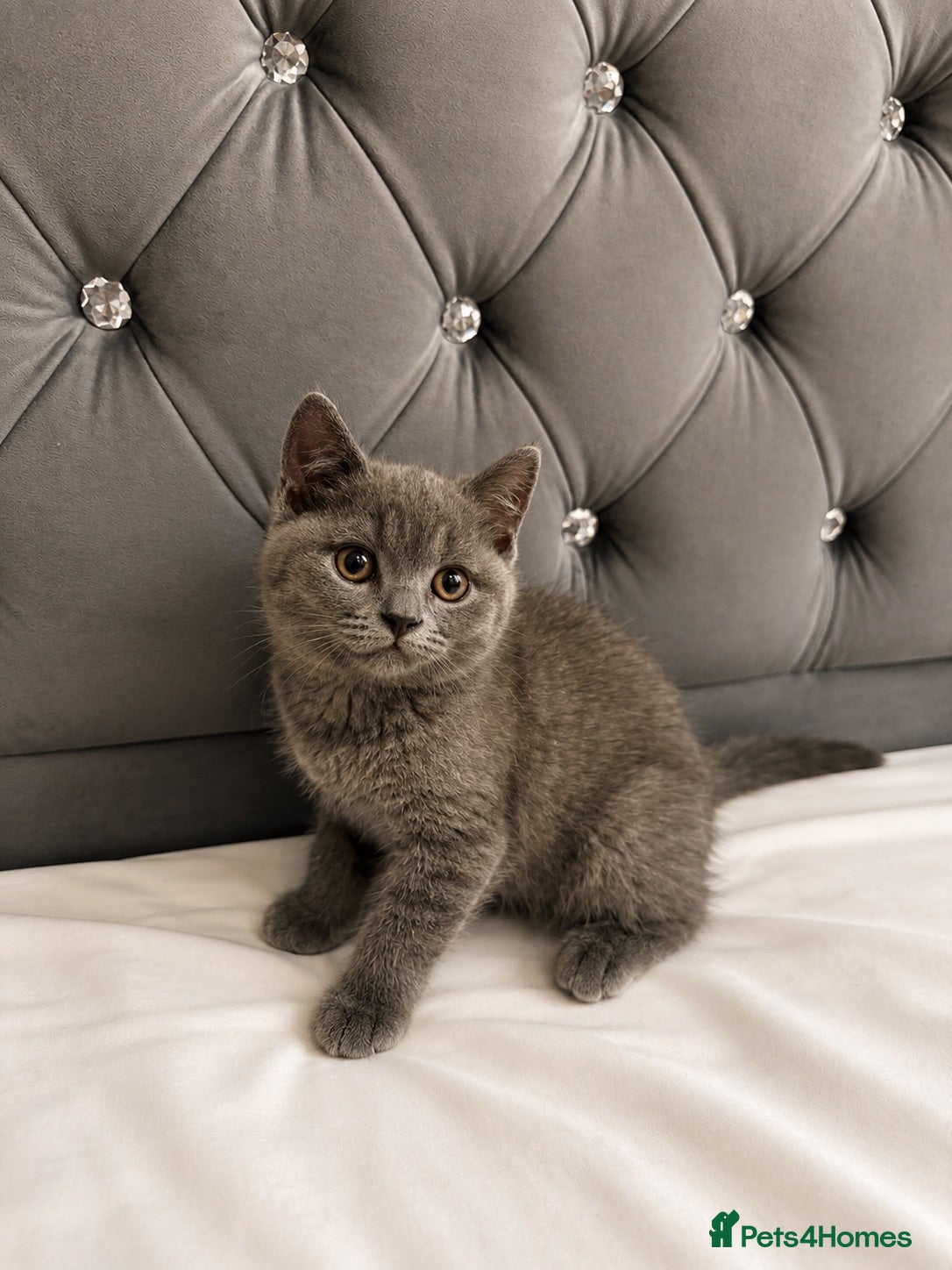 British Shorthair cats BRITISH SHORTHAIR Kittens ready for loving homes - Advert 5
