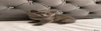 British Shorthair 1
