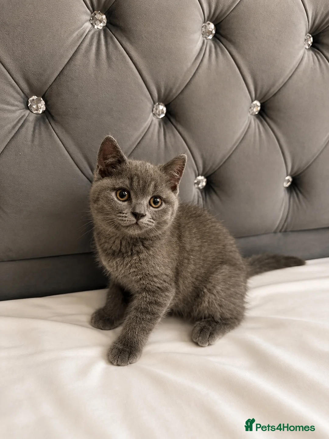 British Shorthair cats for sale: BRITISH SHORTHAIR Kittens ready for loving homes - Advert 1