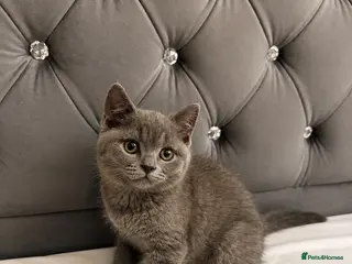 British Shorthair cats BRITISH SHORTHAIR Kittens ready for loving homes - Advert 16
