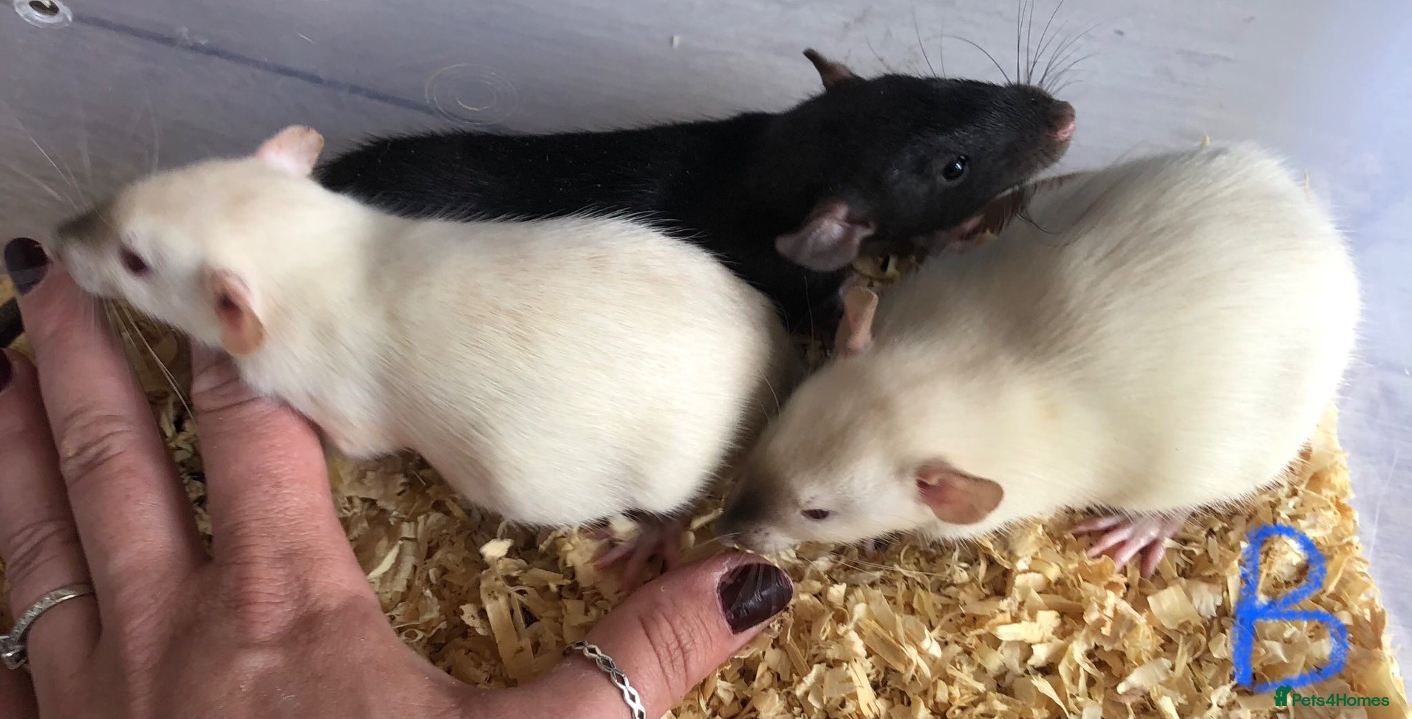 Rat rodents Baby dumbo rats  - Advert 1