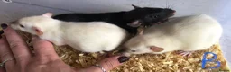 Rat rodents for sale: Baby dumbo rats  - Advert 1