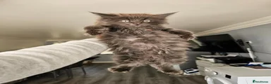 Maine Coon Kitten 1