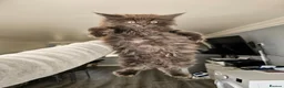 Maine Coon cats for sale: pure MAINE COONS - Advert 11