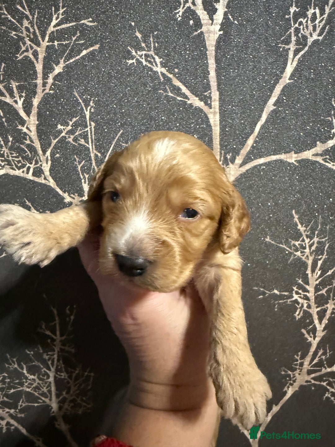 Cockapoo dogs for sale: F1 various mini cockapoos 30 dna health tested clr - Advert 16