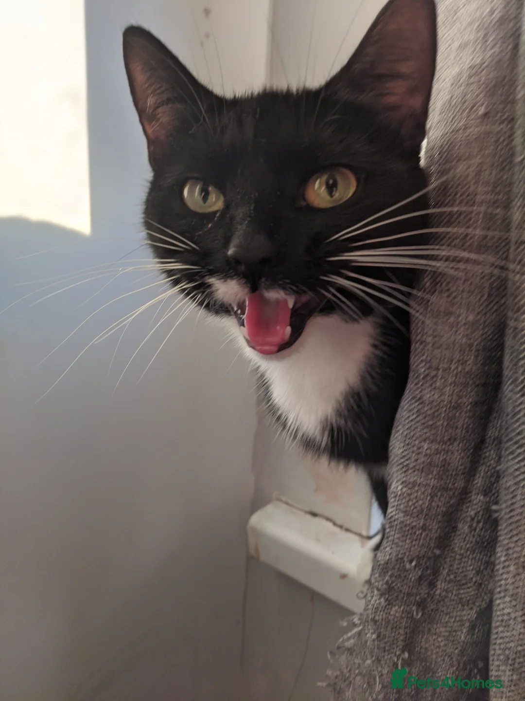 British Shorthair cats for sale: 4 tuxedo kittens for sale ready now - Advert 1