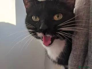 British Shorthair cats 4 tuxedo kittens for sale ready now - Advert 2