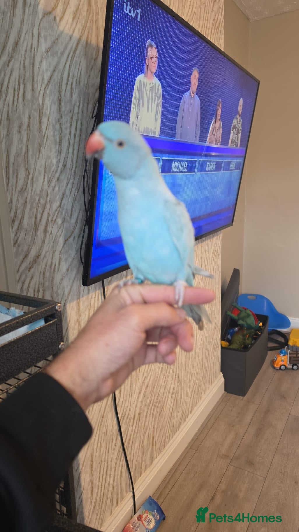 Parrots birds Blue ringneck - Advert 1