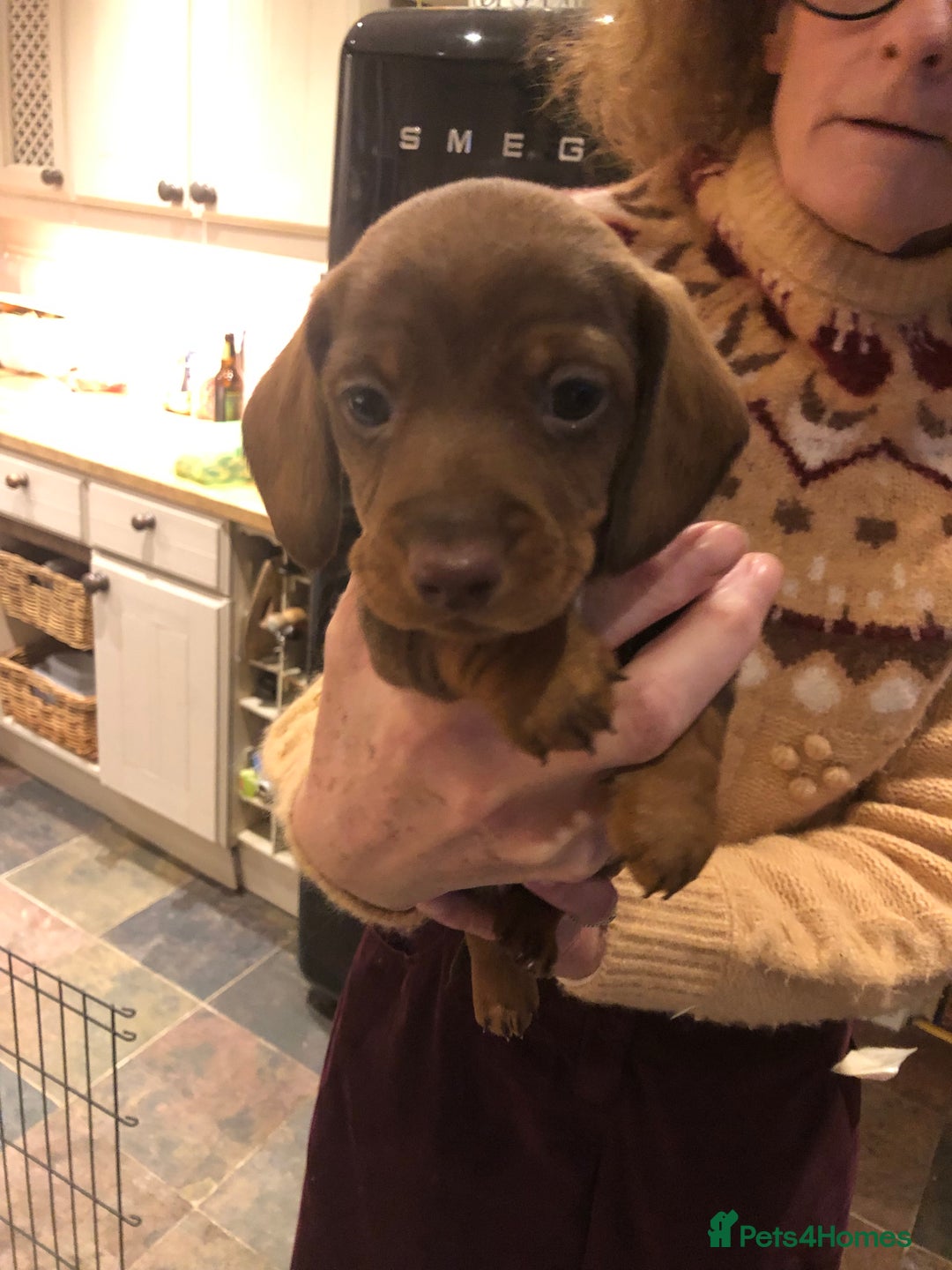 Miniature Dachshund dogs for sale: Smooth Miniature Daschund puppies  - Advert 26