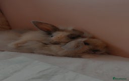 Lionhead rabbits for sale: 2 lion head sisters to rehome  - Image 2