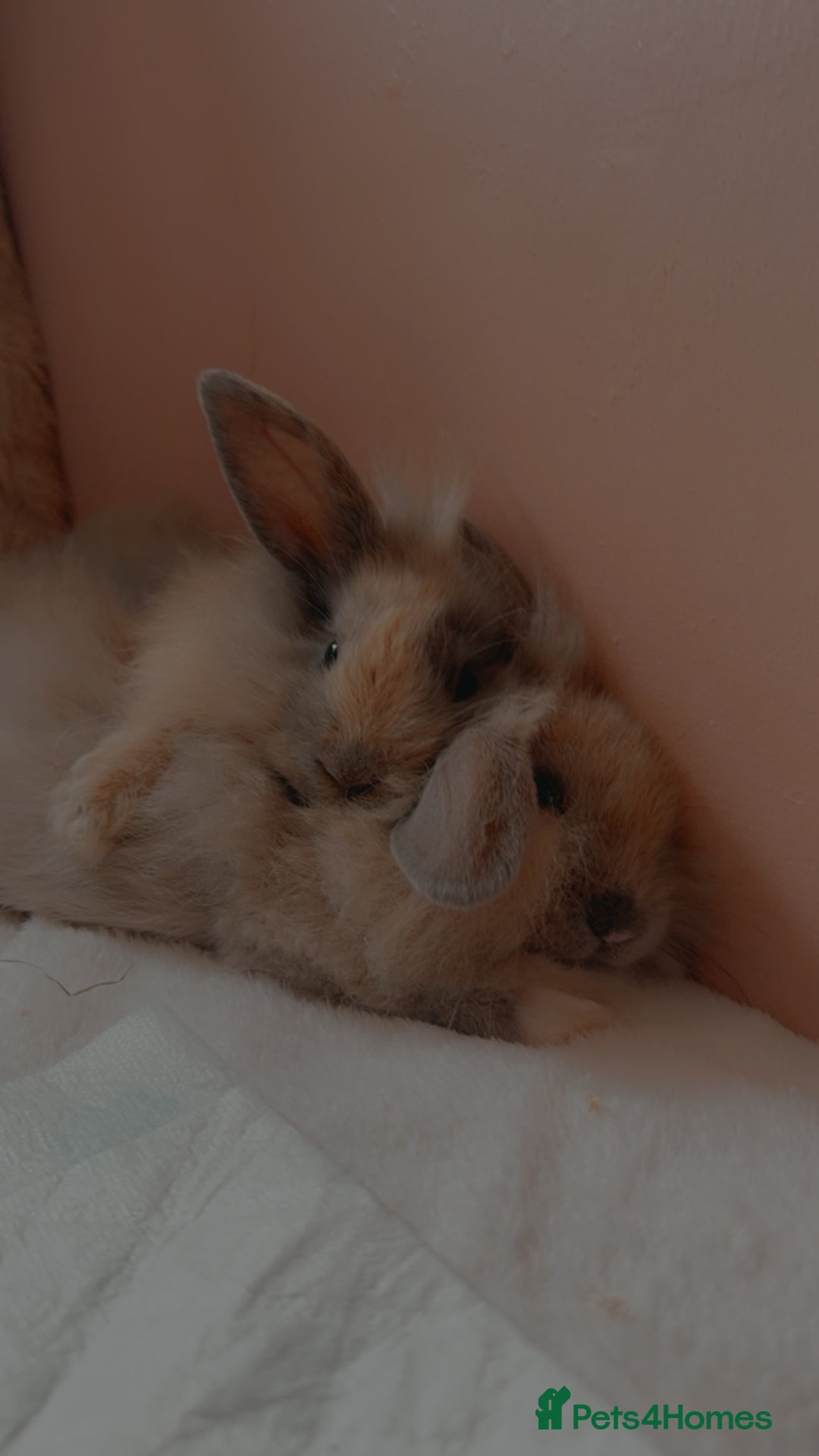 Lionhead rabbits for sale: 2 lion head sisters to rehome  - Image 2