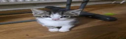 British Shorthair cats for sale: Small cat - Advert 1