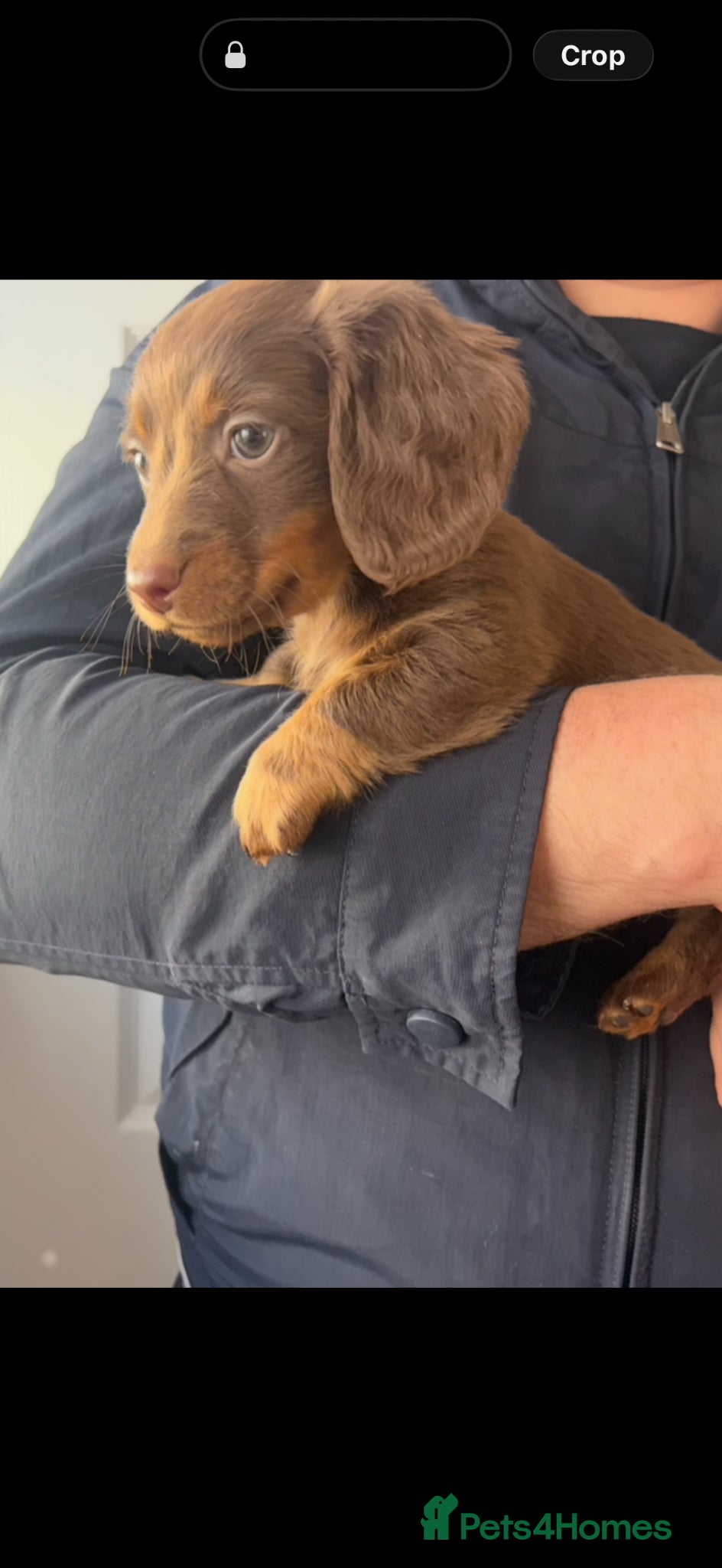 Miniature Dachshund dogs Miniature dachshund puppies 🐶 - Advert 1