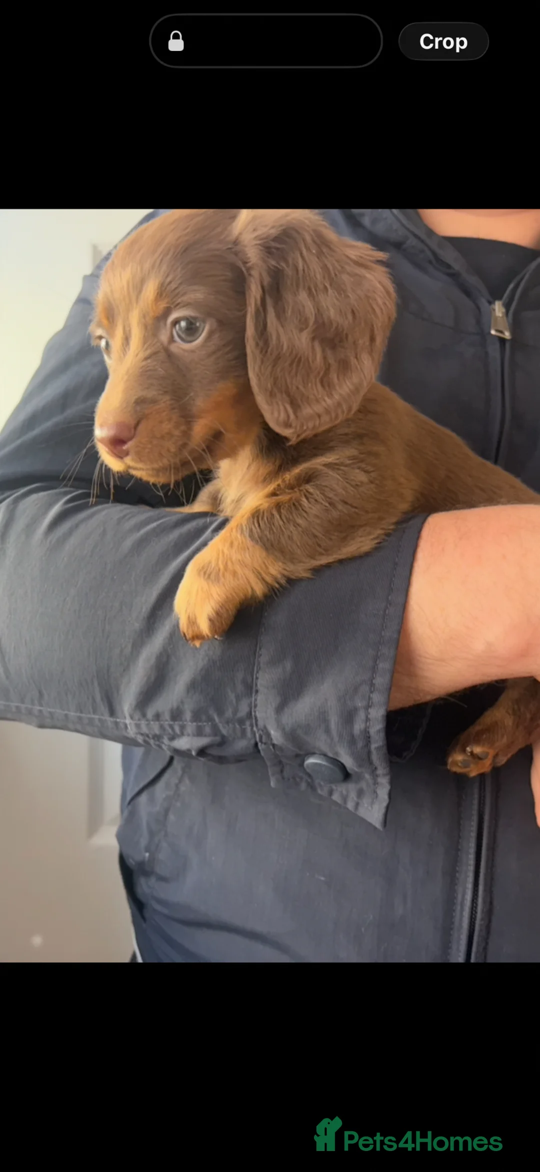 Miniature Dachshund dogs for sale: Miniature dachshund puppies 🐶 - Advert 1