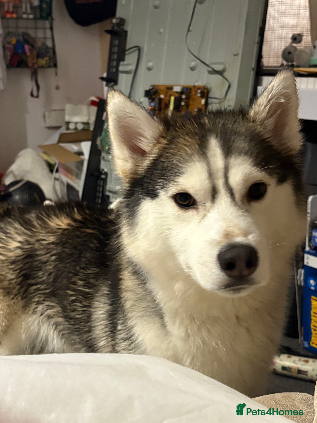 Siberian Husky dogs for sale: Siberian husky - Advert 2