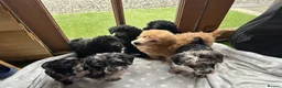 Miniature Poodle dogs for sale: Miniature poodle puppies ready to leave  - Advert 7