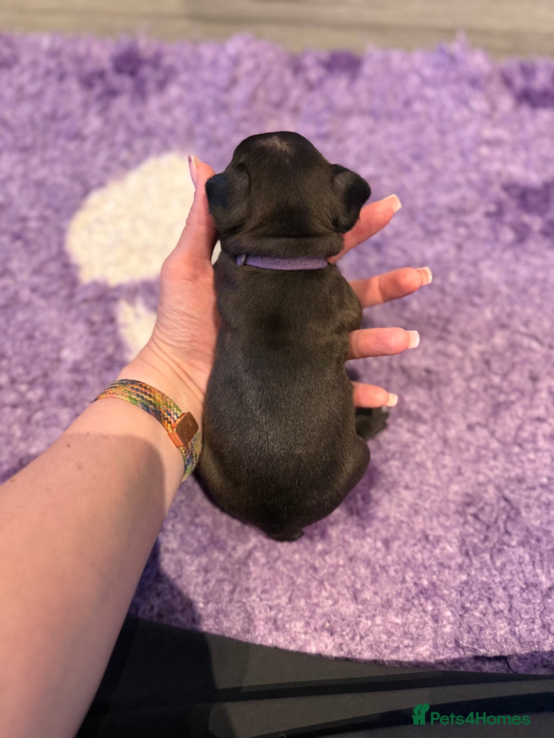 Mixed Breed dogs for sale: Frenchtons - Boston Terrier x Frenchie - Image 20
