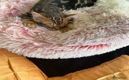Bengal cats for sale: Gold black glitter bengal - Image 3