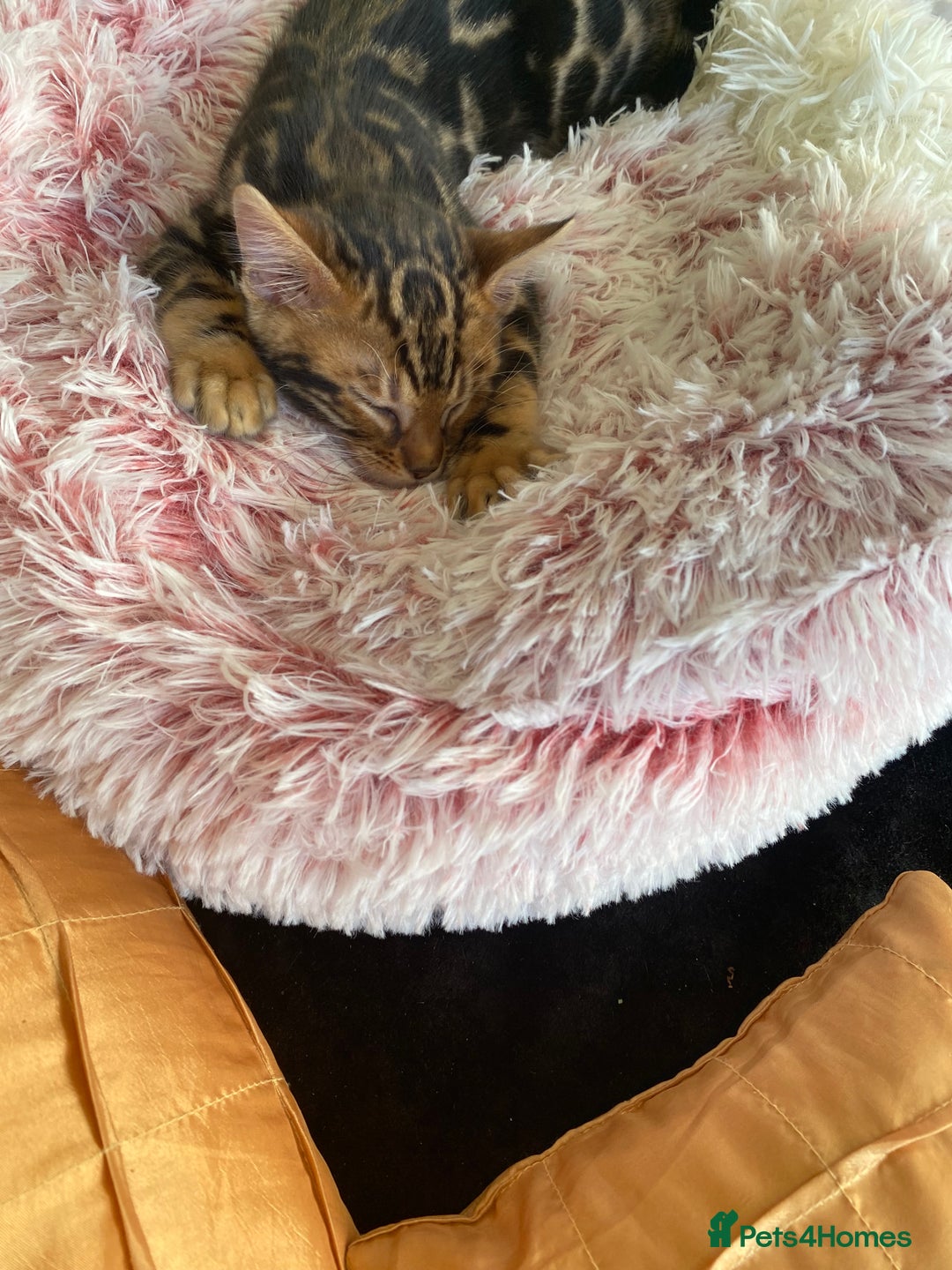Bengal cats for sale: Gold black glitter bengal - Image 3