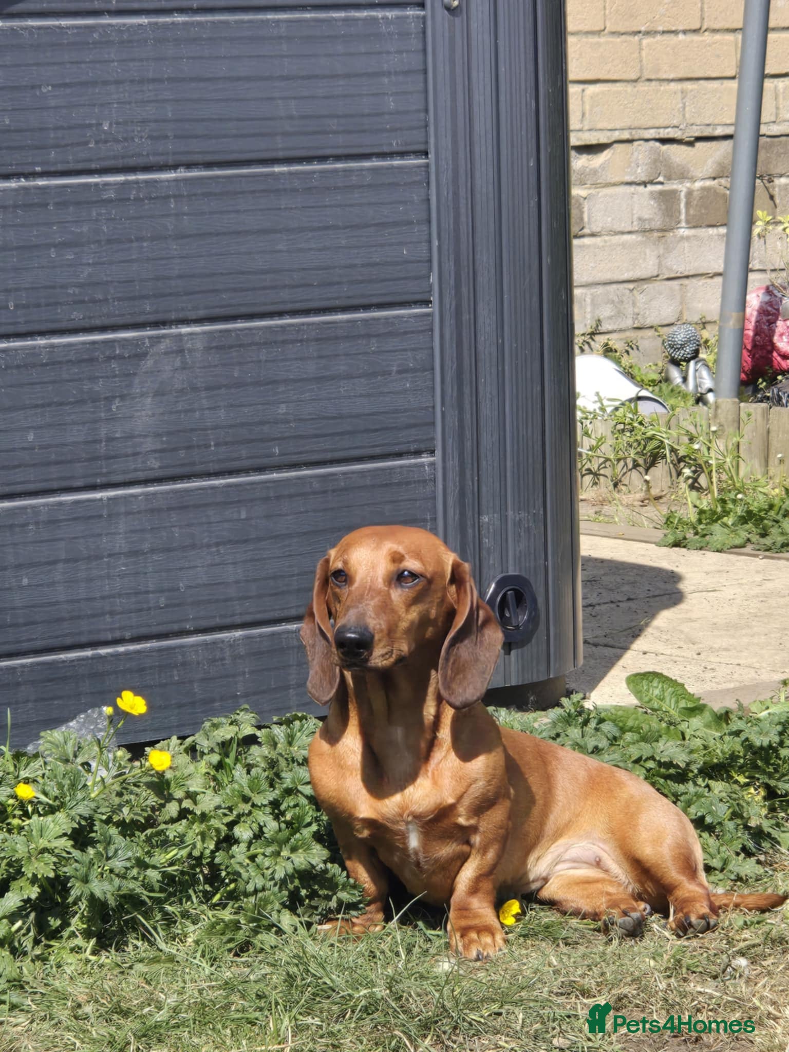 Dachshund dogs Beautiful Dachsund  - Advert 3