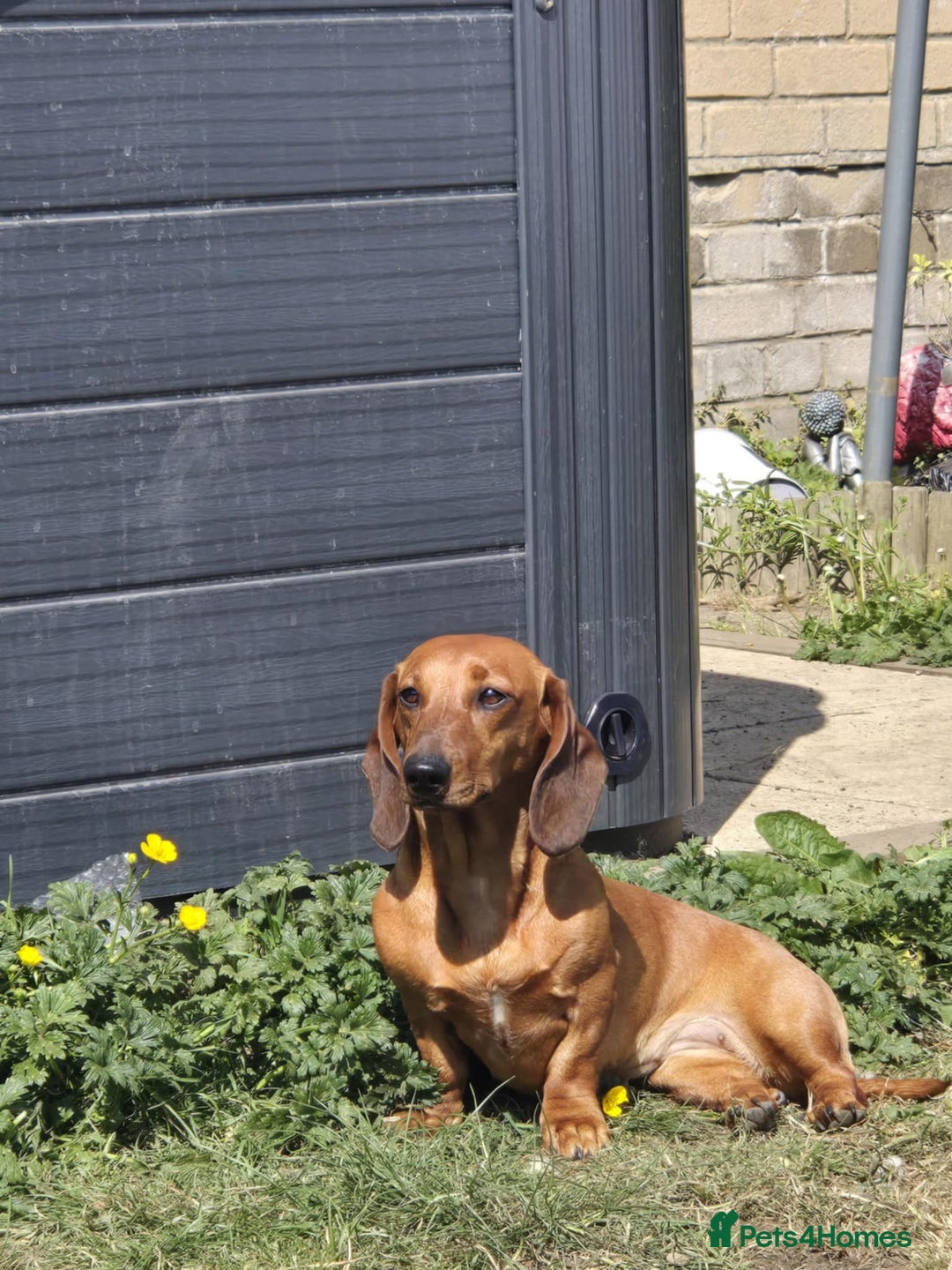Dachshund dogs for sale: Beautiful Dachsund  - Advert 1