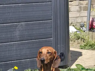 Dachshund dogs Beautiful Dachsund - Advert 13
