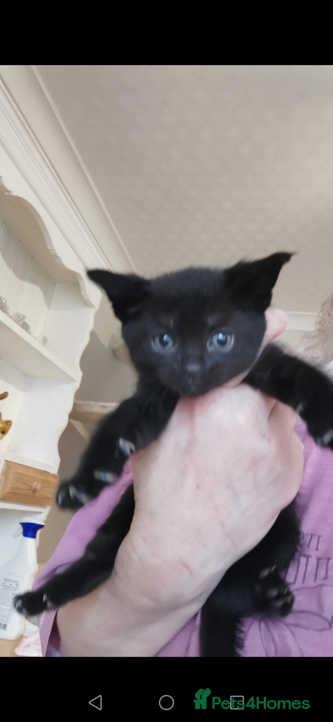 Mixed Breed cats Maine coon cross kittens for sale - Advert 19