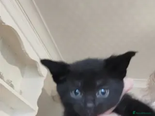 Mixed Breed cats Maine coon cross kittens for sale - Advert 19