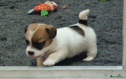 Jack Russell dogs for sale: KC Reg Jack Russell Pups,Parents DNA health tested - Image 7