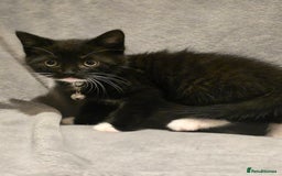 British Shorthair cats for sale: Lovely kittens  - Image 8