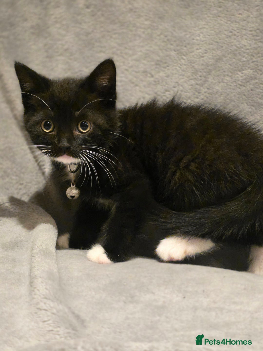 British Shorthair cats for sale: Lovely kittens  - Image 8