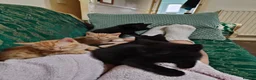 Mixed Breed cats for sale: Ready for their forever home  - Advert 1