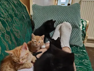 Mixed Breed cats Ready for their forever home - Advert 1