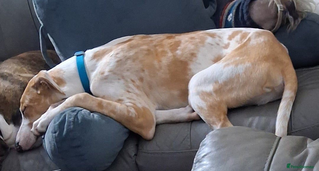 Greyhound dogs for sale: Bouncing Beau  - Image 4