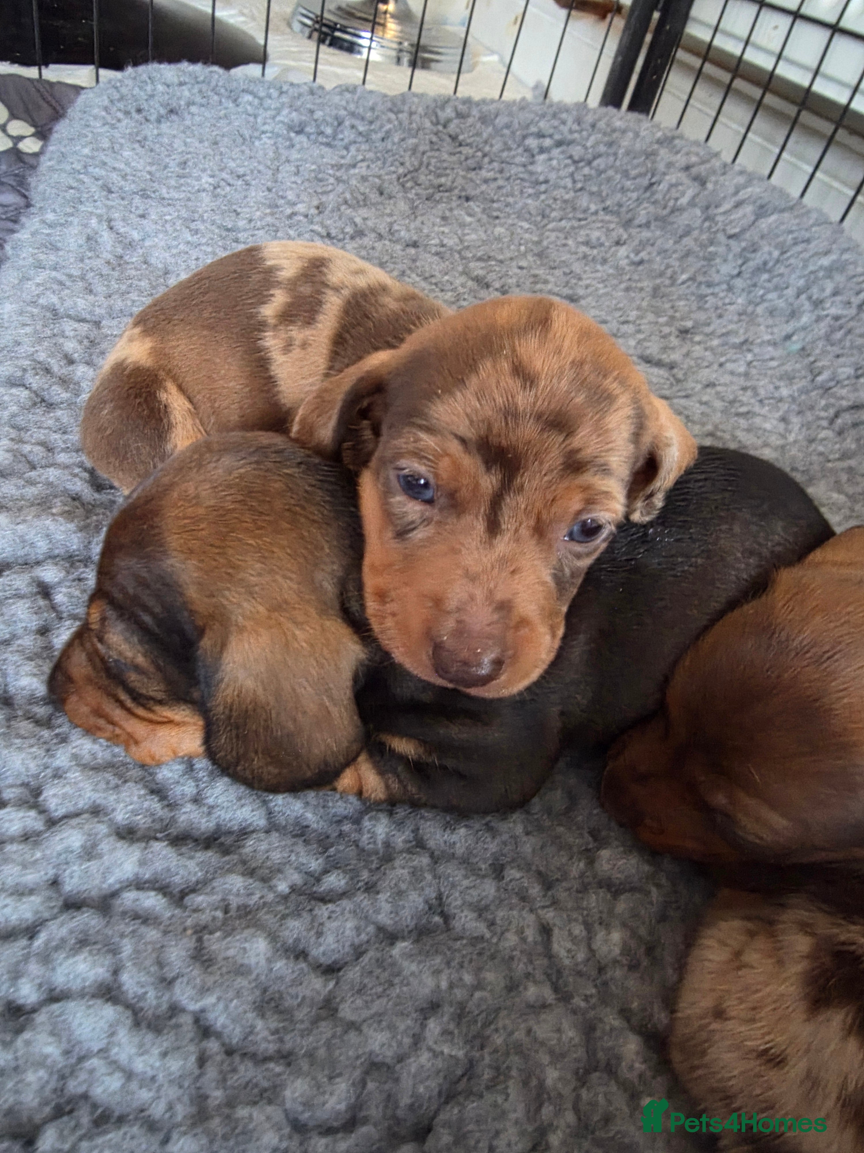 Miniature Dachshund dogs Beautiful Miniature Dachshund PuppiesSmooth Coated - Advert 11