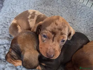 Miniature Dachshund dogs Beautiful Miniature Dachshund PuppiesSmooth Coated - Advert 11