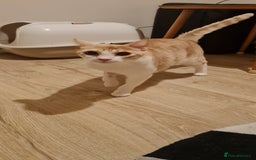 Mixed Breed cats for adoption: Lovely Theo is looking for a furever home - Image 2