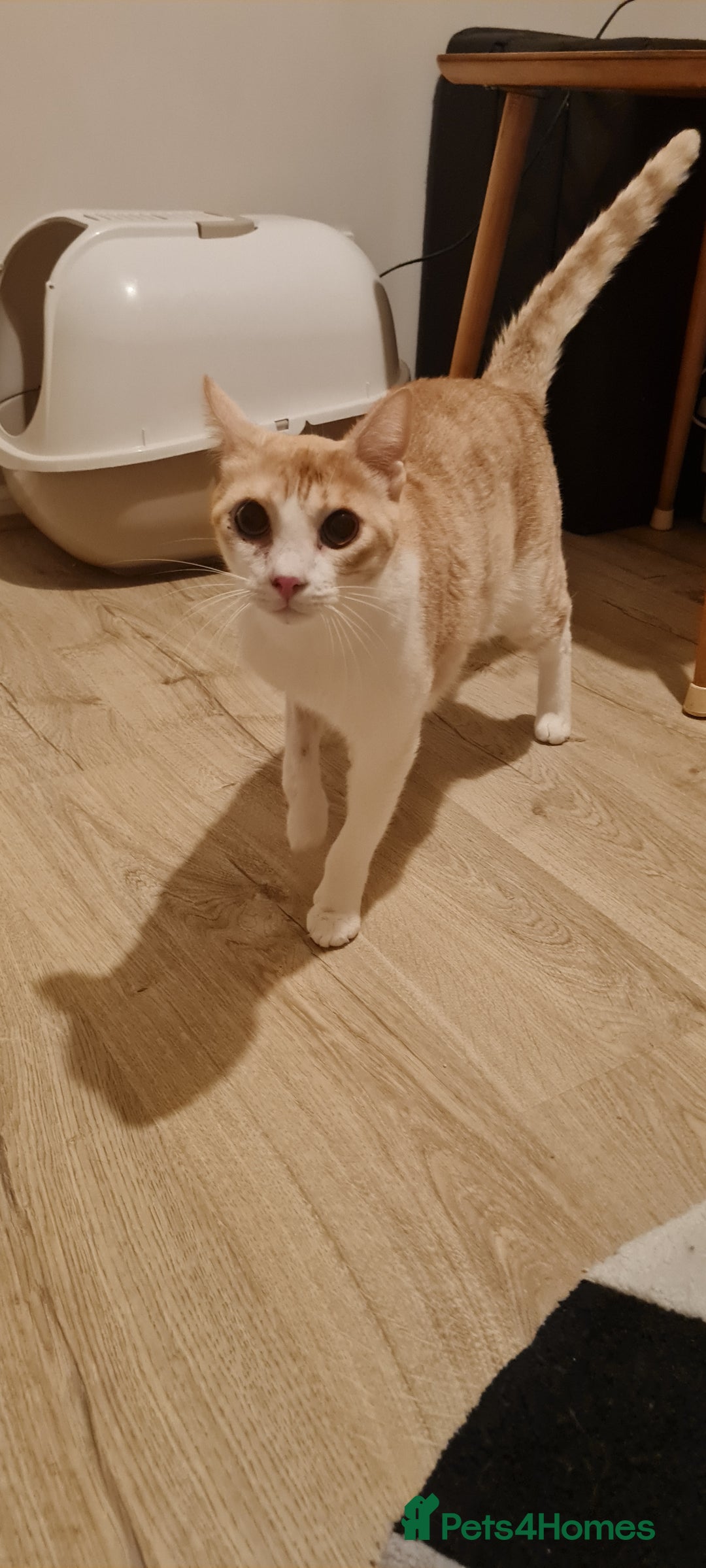 Mixed Breed cats for adoption: Lovely Theo is looking for a furever home - Image 2