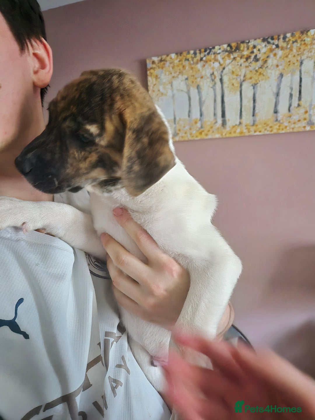 Mixed Breed dogs for sale: American Akita/Bullmastiff cross - Image 26