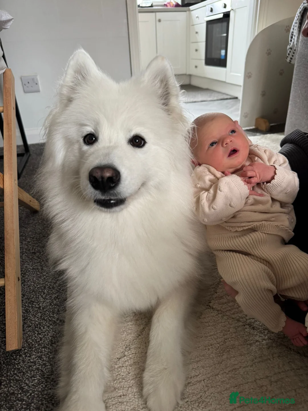 Samoyed dogs for sale: Daisy  in Harrogate - Advert 2