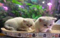 Scottish Fold cats for sale: TICA Full Pedigree kitten available  - Image 20