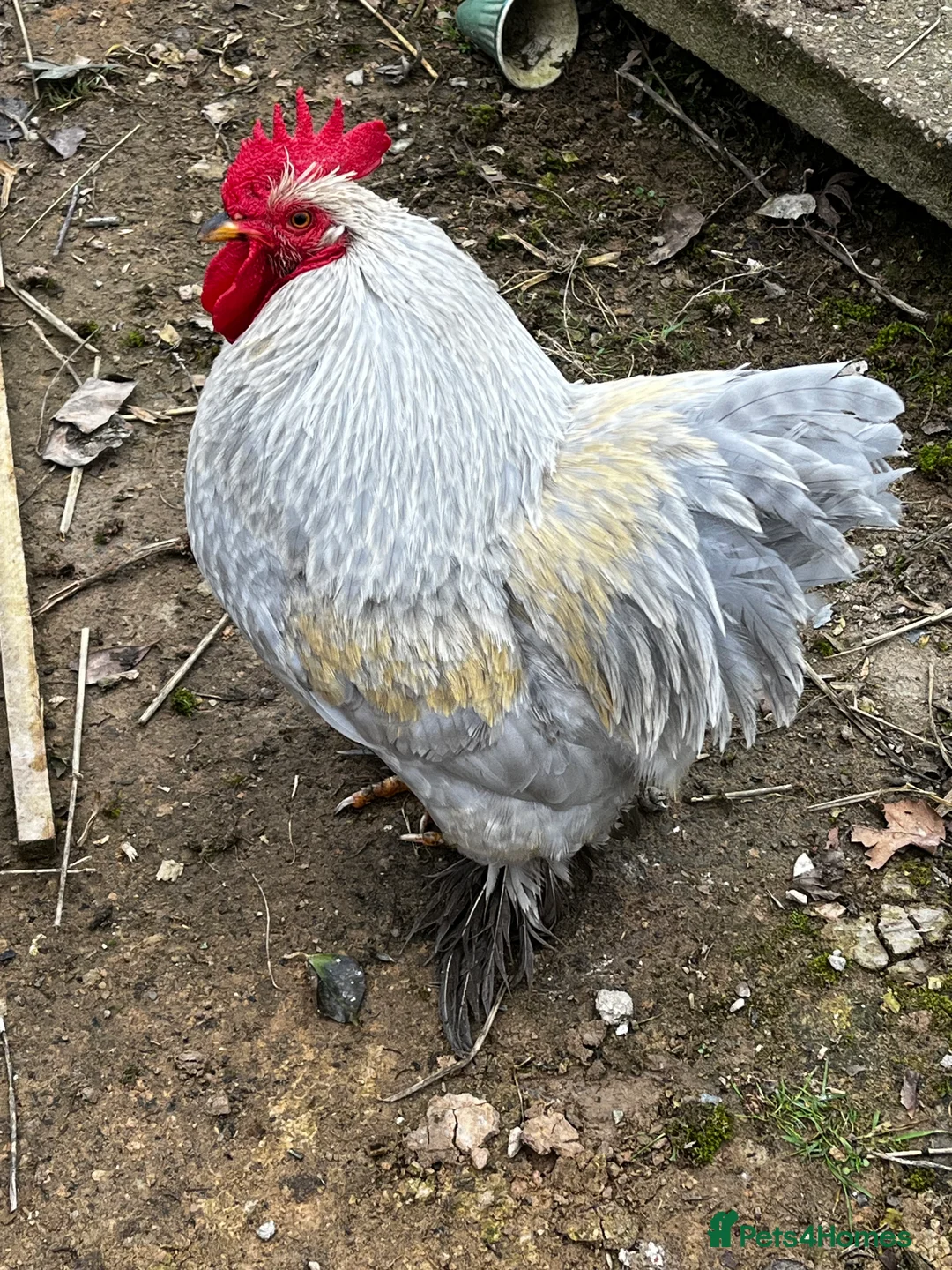 Chickens poultry for sale: Bantam cockerel  in Burton-on-Trent - Advert 2