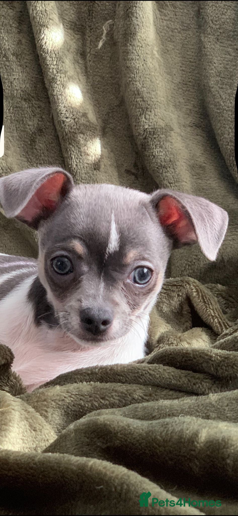 Chihuahua dogs 1 left ! Beautiful blue tri chihuahua pup male - Advert 15