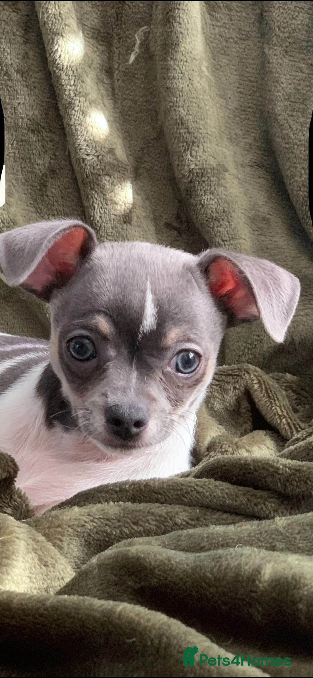 Chihuahua dogs for sale: Last beautiful boy !  blue tri chihuahua pup male - Advert 2