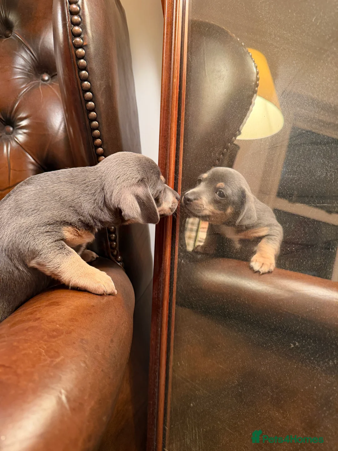 Jack Russell dogs for sale: Perfect Blue and Blue Merle Jack Russell Puppies - Advert 37