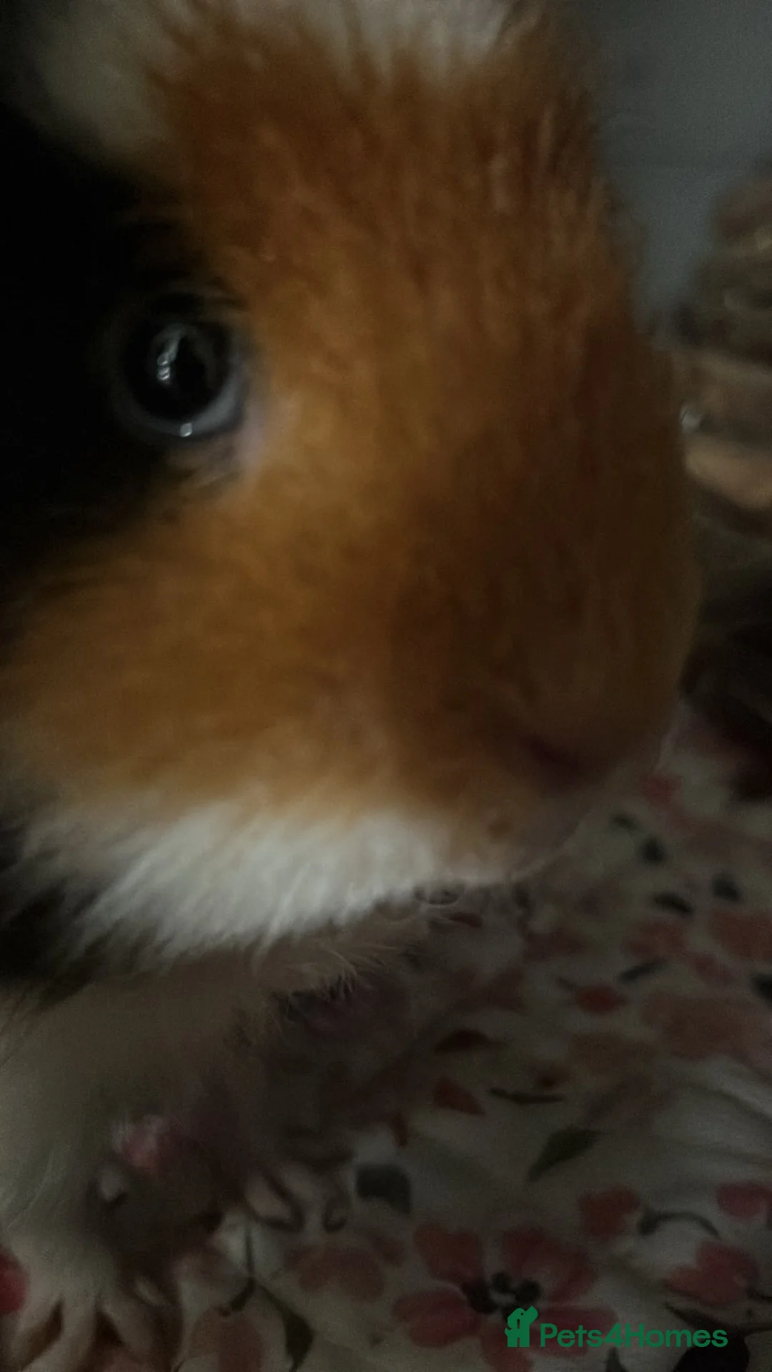 Guinea Pig rodents for sale: 2 female guinea pigs - Blair & Serena in Dartford - Advert 2