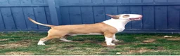 Bull Terrier dogs for sale: Top quality bull terrier puppies  - Advert 20
