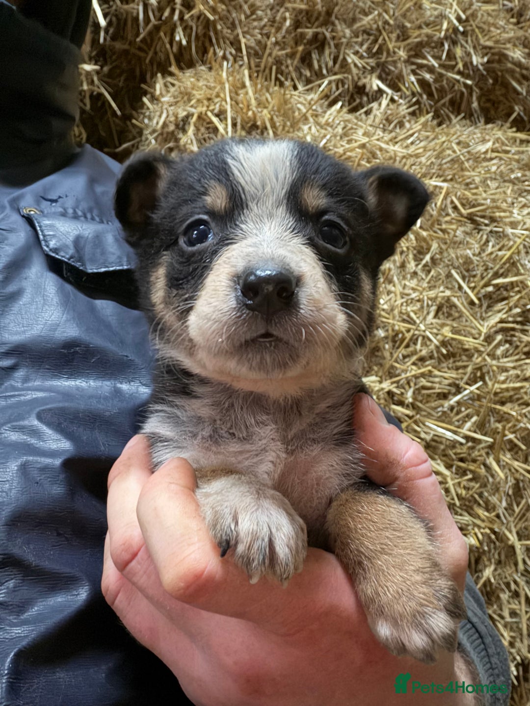 Mixed Breed dogs for sale: kelpie/blue heelers - Advert 17