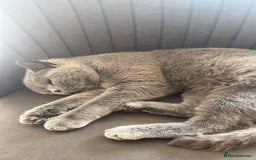 British Shorthair cats for sale: Beautiful 3 year old British blue short haired   - Image 2